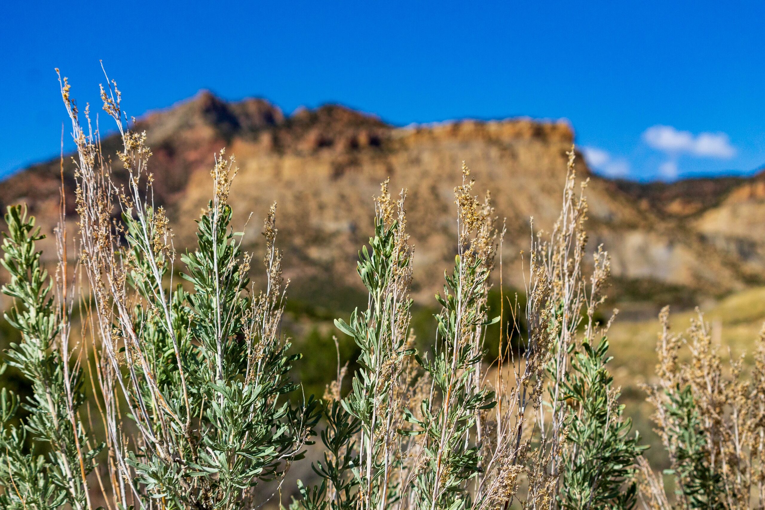 Como acompanhar preços no AliExpress para garantir descontos 1 a group of plants with a mountain in the background